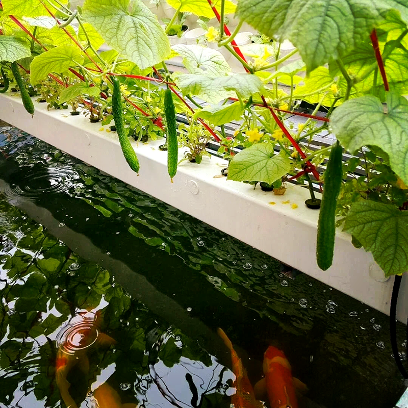 玉溪市智能温室鱼菜共生 - 一站式服务